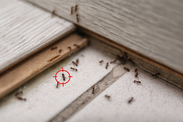 Best Exterminator Services  in Eagle River, WI